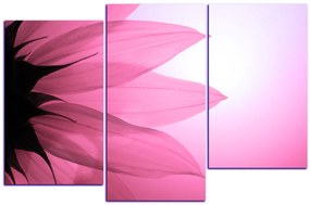 Obraz na plátne - Slnečnica kvet 1201VD (135x90 cm)