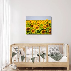 Sklenený obraz - Slnečnica (70x50 cm)