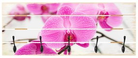 Vešiak na stenu Detail zblízka Orchidei