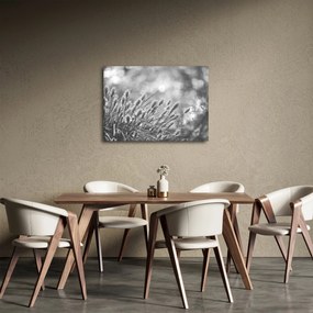 Obraz - Béžová soft grass N⁰1 (70x50 cm)