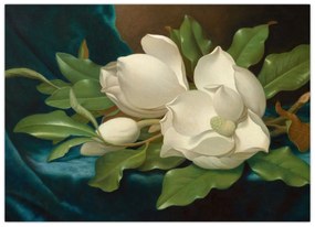 Sklenený obraz - Martin Johnson Heade, Giant Magnolias on a Blue Velvet Cloth, reprodukcia (70x50 cm)