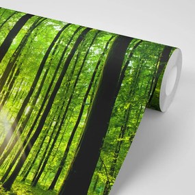 Samolepiaca fototapeta sviežosť lesa - 150x100