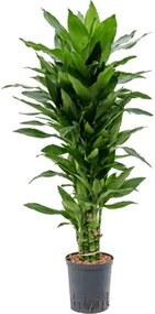 Dracaena fragrans "Janet Lind" Branched multi 18/19 výška 90 cm