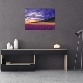 Sklenený obraz levanduľovej lúky (70x50 cm)