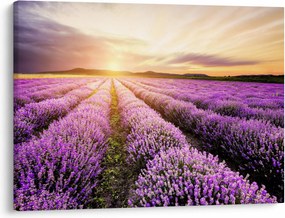 Obraz - Východ slnka v levanduľovom poli (70x50 cm)