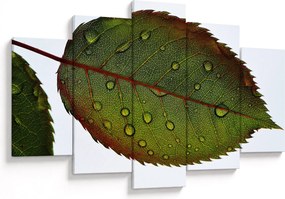 Obraz - List ruže (150x105 cm)