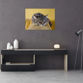 Obraz mačky na pohovke (70x50 cm)