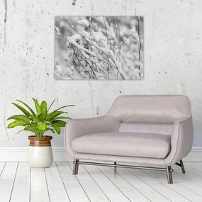 Obraz - Zasnežené vetvy (70x50 cm)