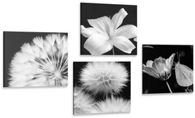Set obrazov čiernobiela krása kvetov s motýľom