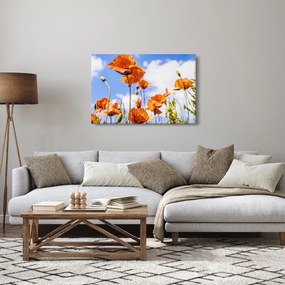 Obraz vlčích makov (90x60 cm)