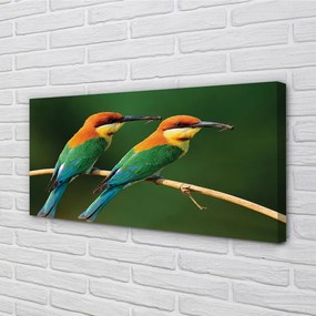 Obraz na plátne Farebné papagáj na vetve 140x70 cm