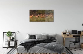 Obraz na akrylátovom skle Deer golf svitania 100x50 cm
