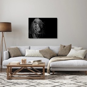 Sklenený obraz divokého tigra (70x50 cm)