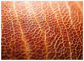 Obraz - Detail textúry (70x50 cm)