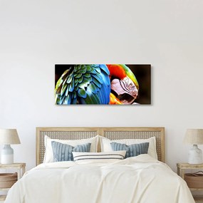Obraz - Papagáj (120x50 cm)