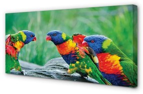 Obraz na plátne Farebný papagáj stromu 125x50 cm