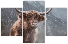 Obraz - Highlander krava (90x60 cm)