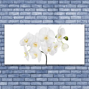 Obraz plexi Biela orchidea kvety 120x60 cm