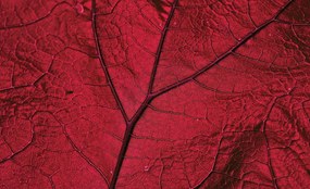 Fototapeta - Makro list - červený (254x184 cm)