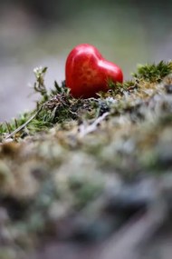 Umelecká fotografie Heart figure in the forest - love concept, sanzios85, (26.7 x 40 cm)