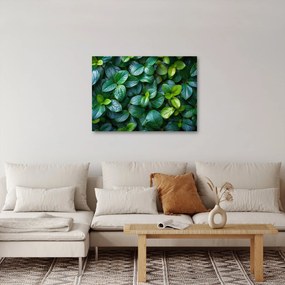 Obraz - Zelené rastliny (70x50 cm)