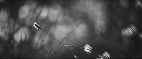Obraz - Lúčna tráva (120x50 cm)