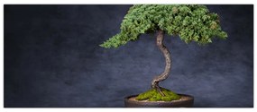 Obraz - Bonsai (120x50 cm)