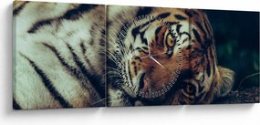 Obraz - Tiger Sibírsky (s hodinami) (90x30 cm)
