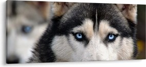 Obraz psa husky (120x50 cm)