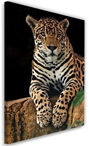 Gario Obraz na plátne Leopard v pokoji Rozmery: 40 x 60 cm