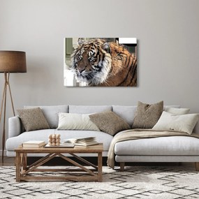 Obraz tigra (90x60 cm)