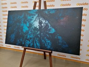 Obraz les pod nočnou oblohou