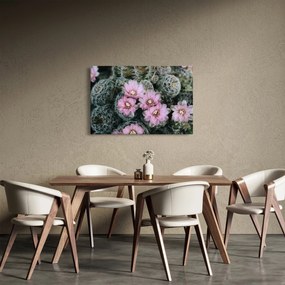 Obraz kvet kaktusu (90x60 cm)