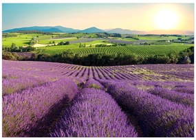 Artgeist Fototapeta - Lavender Field Veľkosť: 196x140, Verzia: Samolepiaca