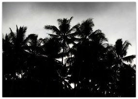 Obraz čiernobiely - palmy (70x50 cm)