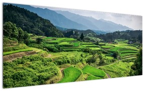 Obraz ryžových polí (120x50 cm)