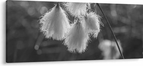 Obraz - Cottongrass (120x50 cm)
