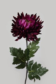 Ružovo bordová chryzantéma stopková 80cm