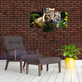 Obraz - Rys (90x60 cm)