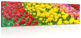 Obraz záhrada plná tulipánov Varianta: 120x40