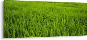 Obraz trávy (120x50 cm)