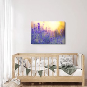 Obraz - Levanduľa (90x60 cm)