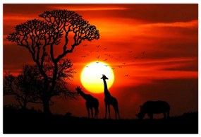 Obraz - Siluety zvierat pri západe slnka (90x60 cm)