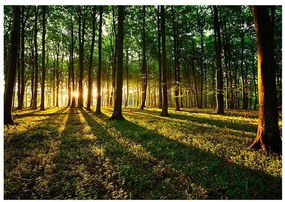 Samolepiaca fototapeta - Spring: Morning in the Forest Veľkosť: 147x105, Verzia: Samolepiaca