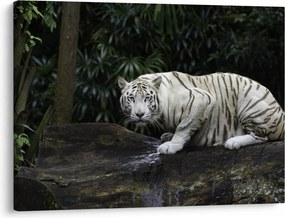Obraz - Tiger albín (70x50 cm)
