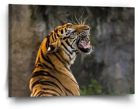 Sablio Obraz Revúci tiger - 90x60 cm