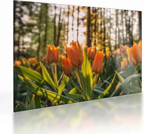 Sklenený obraz - kvety tulipánov (70x50 cm)