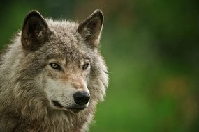 Fotografia Gray Wolf, Copyright Michael Cummings, (40 x 26.7 cm)