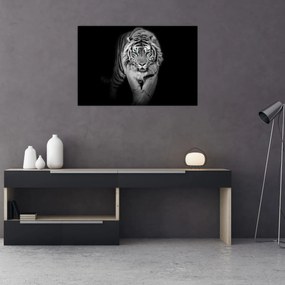Obraz - Tiger s modrými očami (90x60 cm)