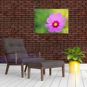 Sklenený obraz - lúčna kvetina (70x50 cm)